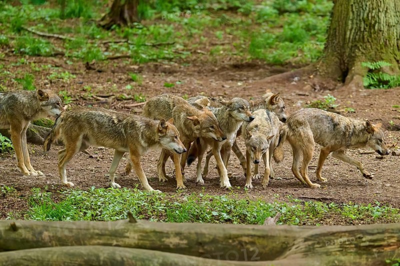 A pack of wolves moves together through the forest, amongst the trees and lush greenery, summer, wolf (Canis lupus), Germany