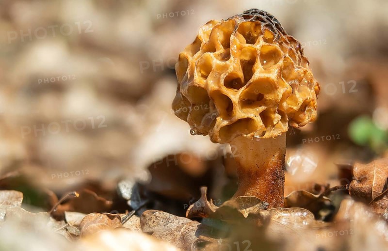 Brandenburg, Germany, grey morel, morchella crassipes, morchella esculenta, morchella rotunda, morchella vulgaris, nabu project, national natural heritage, green house natural paradise, round morel, food morel, post-mining landscape, common morel, fungi, fungus, green house, morel, morel, morel mushroom, mushrooms, true morel, mushrooms, Yellow Morel