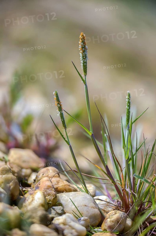 Alopecurus aequalis, short-granned foxtail, orange foxtail, red-yellow foxtail, red-yellow foxtail grass, flora, high size, vertical format, plants, plants
