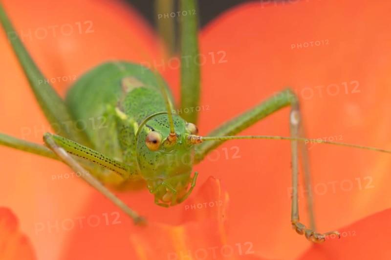 Speckled bush cricket (Leptophyes punctatissima) adult insect on a garden Begonia flower, Suffolk, England, United Kingdom