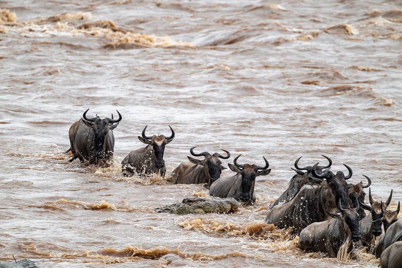 A huge crocodile on the attack, The Great Migration, huge herds of wildebeest (Connochaetes taurinus) crossing the Mara River and swimming to the other side, close-up of the herd, Serengeti, Tanzania