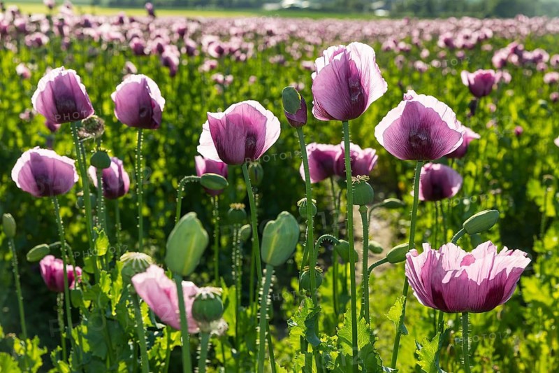 Field with blue poppy (Papaver somniferum) in bloom, Penig, Saxony, Germany