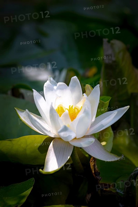The European white water lily (Nymphaea) in full bloom on a pond, with green leaves in the background, Ternitz, Lower Austria, Austria