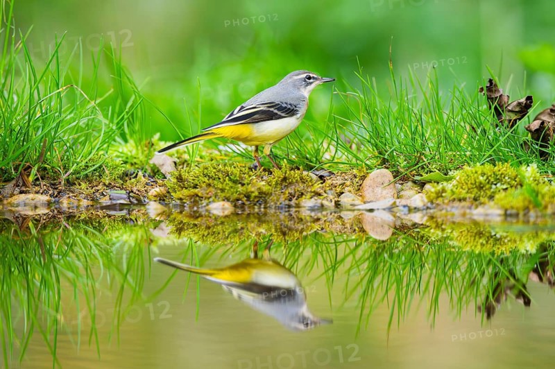 Grey Wagtail (Motacilla cinerea) hunting at a little lake in a swamp, wildlife, Germany
