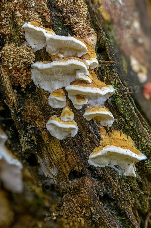 Antrodia serialis, Neoantrodia serialis, Polyporus callosus, Polyporus serialis, rowed brown rotting, tramete, white spongy red, fungi, fungus, high size, portrait format, mushrooms