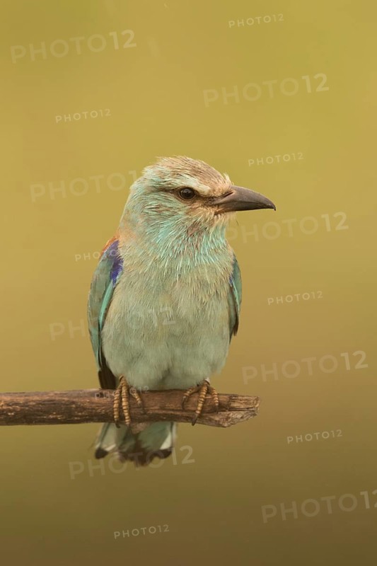 European Roller (Coracias garrulus) female perched on a branch, Serbia
