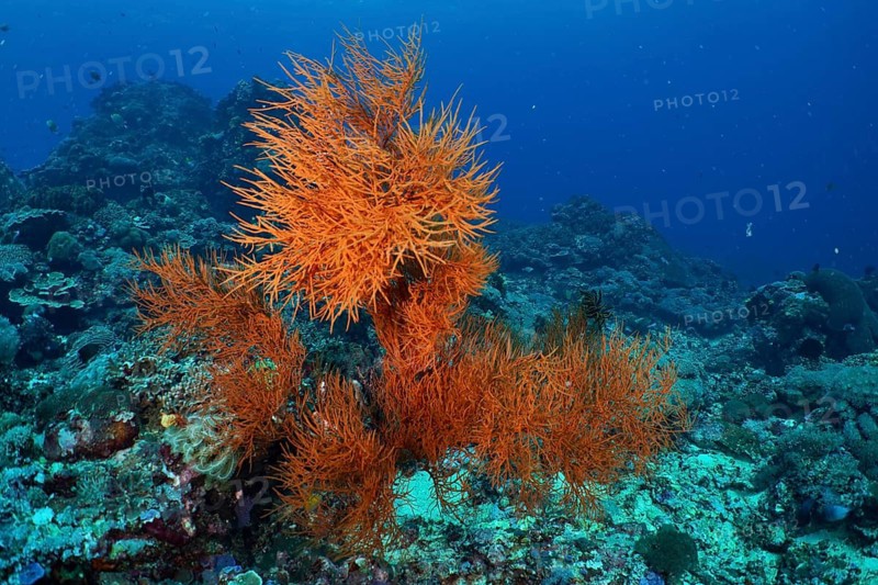 Bright orange corals, Black coral (Antipathes dichotoma), on the seabed surrounded by deep blue water, Toyapakeh dive site, Nusa Ceningan, Nusa Penida, Bali, Indonesia