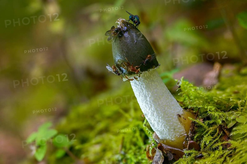 Carrion, acorn sponge, common stink morel, gout morel, morel truffle, peacock bell, phallus impudicus, satyr, stink morel, devil egg, common stinkhorn, thick nipes, fungi, fungus, mushrooms