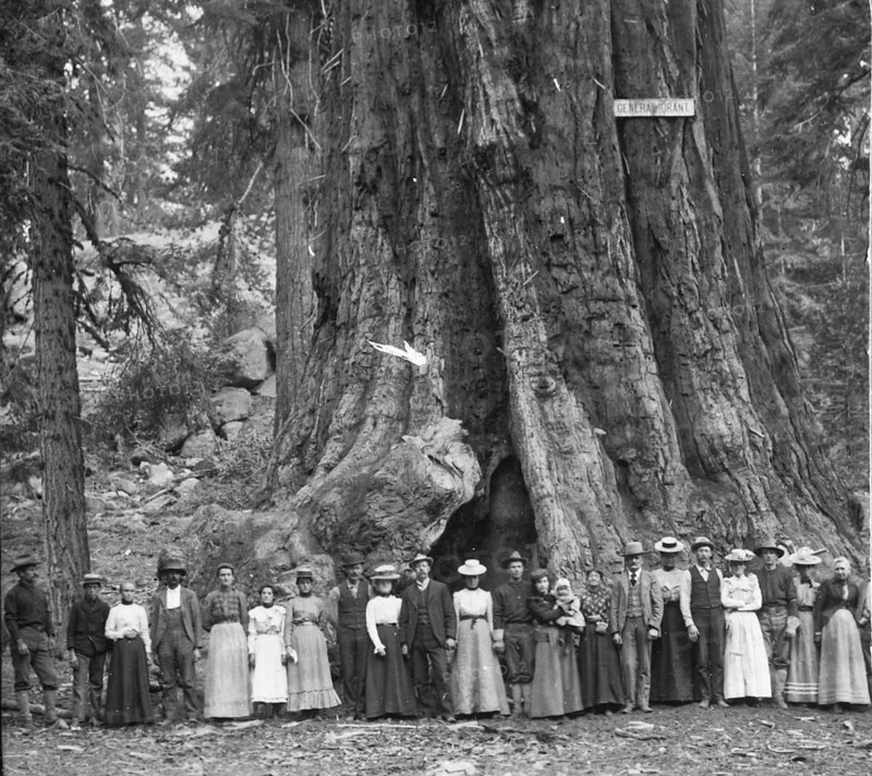A group of visitors poses in front of the ‘General Grant' sequoia, a giant sequoia (Sequoiadendron giganteum), which was long considered the largest tree in the world, circa 1902, historical, Yosemite National Park, California, USA