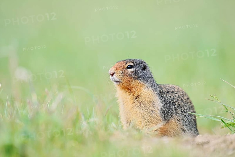 Columbia ground squirrel (Urocitellus columbianus, Spermophilus columbianus), Jasper National Park, Alberta, Canada
