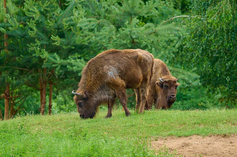 Two bison are grazing in a green meadow, surrounded by dense vegetation in a natural setting, European bison (Bos bonasus, Bison bonasus), Hesse, Germany