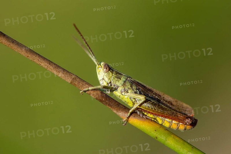 Acrididae, Caelifera, Chorthippus dorsatus, field locusts, gomphocerinae, short-feeler, steppe grasshopper, grasshopper, grasshopper, grasshopper, grasshoppers, insects, male