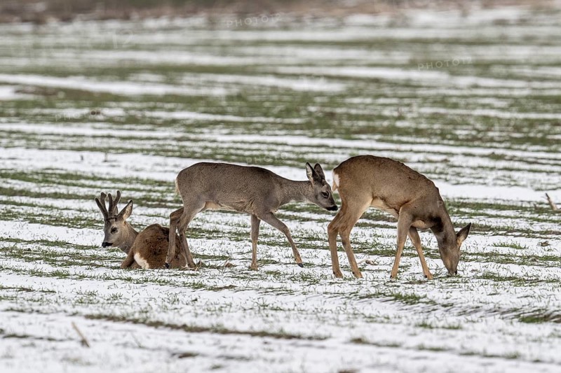 Roe deer (Capreolus capreolus), Lower Saxony, Germany