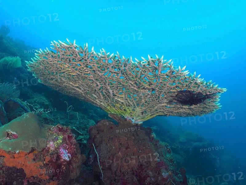 Hyacinth Table Coral (Acropora hyacinthus) underwater in a light blue ocean on a reef, at the Spice Reef dive site, Penyapangan, Bali, Indonesia