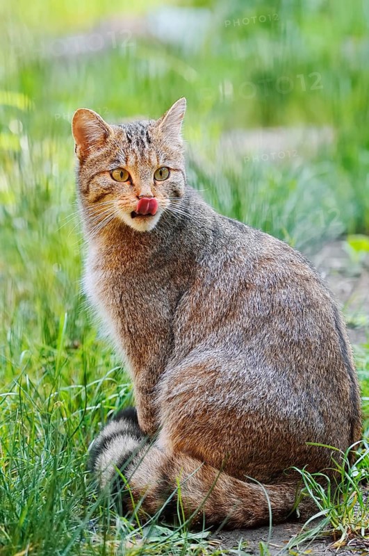 European wildcat (Felis silvestris silvestris), captive, Germany