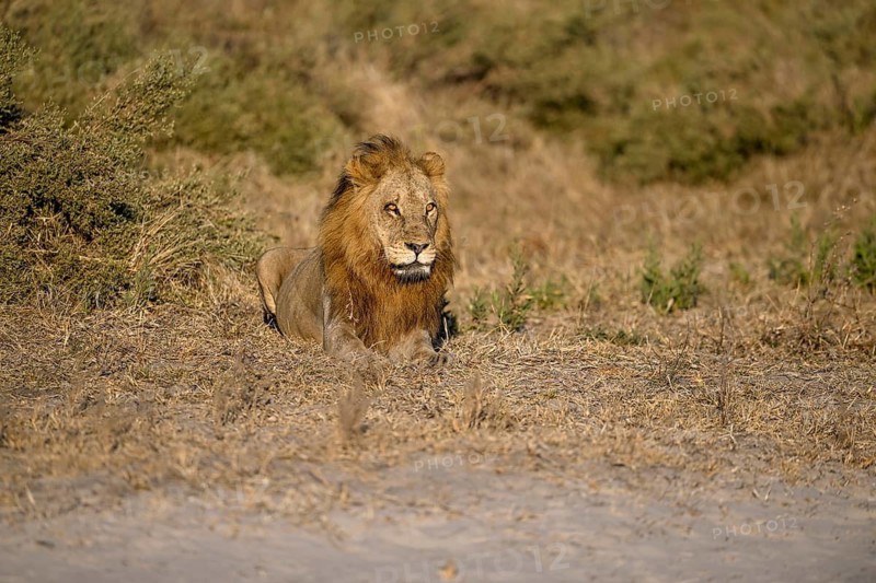 Male lion (Panthera leo) in the southern part of the Okavango Delta near Atzaró Camp, North-West District, Botswana