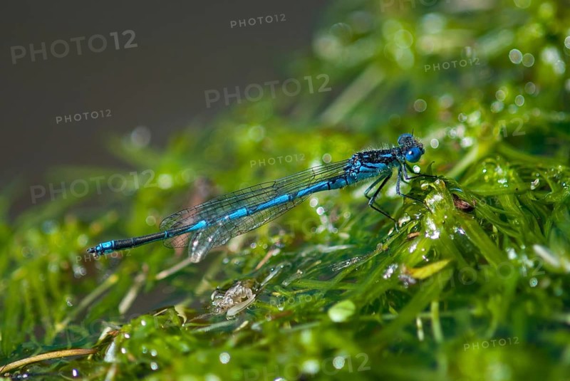 Azure Damselfly, Cercion Lindenii, Goblet-Marked Damselfly, Cup Azuremaid, Sapphire Eye, Damselflies, Dragonflies, Extremadura, Insects, Dragonflies, Odonata, Spain, Zygoptera