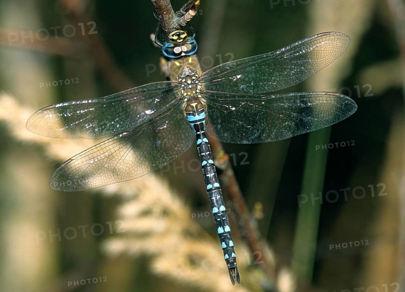 Aeshna Mixta, Autumn Mosaic Maiden, Autumn Mosaic Maiden, Migrant Hawker, Anisoptera, Damselflies, Dragonflies, Insects, Leo, Dragonflies, Male, Odonata