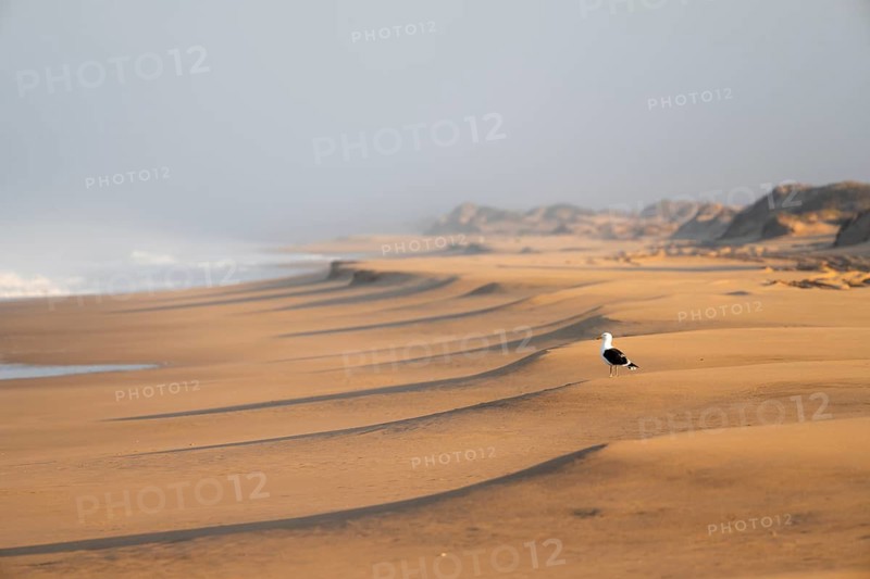 Waves burn on the Atlantic coast, sandy beach in the Namib Desert, desert landscape, Namib Naukluft Park, Namib Desert, Namibia