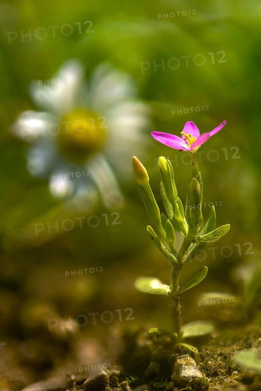 Centaurium pulchellum, gentian growths, gentianaceae, small millionaury, dainty millennial herb, flora, high size, portrait format, lesser centaury, plants, plants