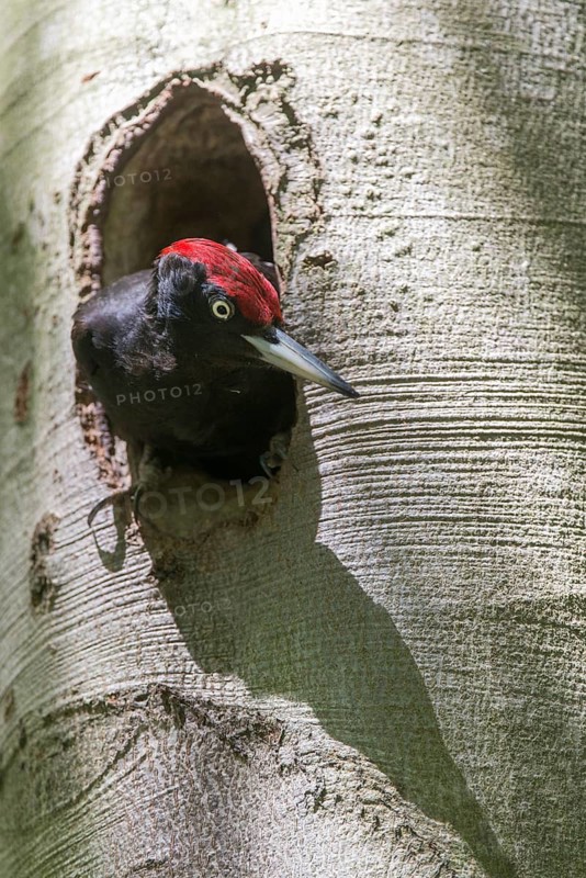 Black Woodpecker, Dryocopus Martius, Black Woodpecker, Birds, High Size, Portrait, Male, Piciform, Woodpecker, Birds, Woodpecker