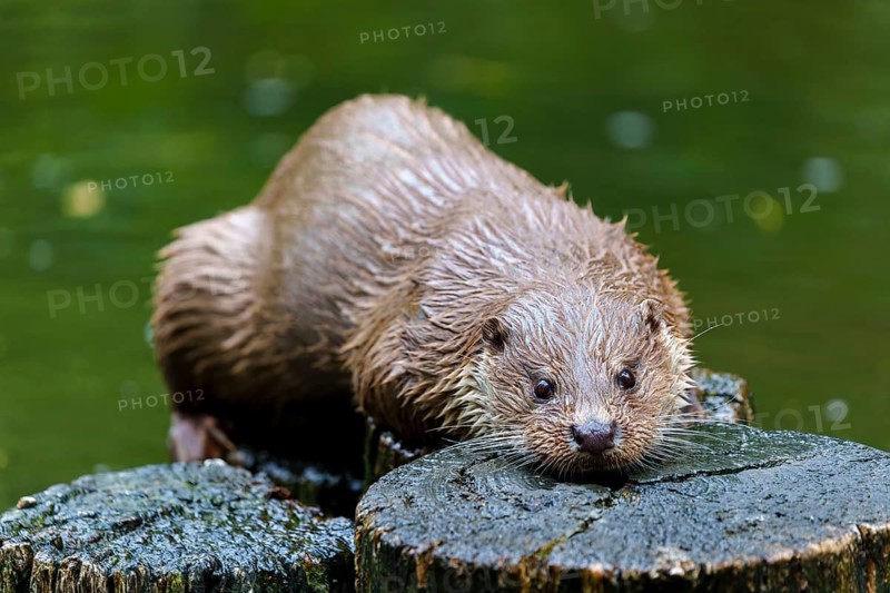 European otter (Lutra lutra), Germany: An otter is lying flat on a tree trunk, enjoying its surroundings