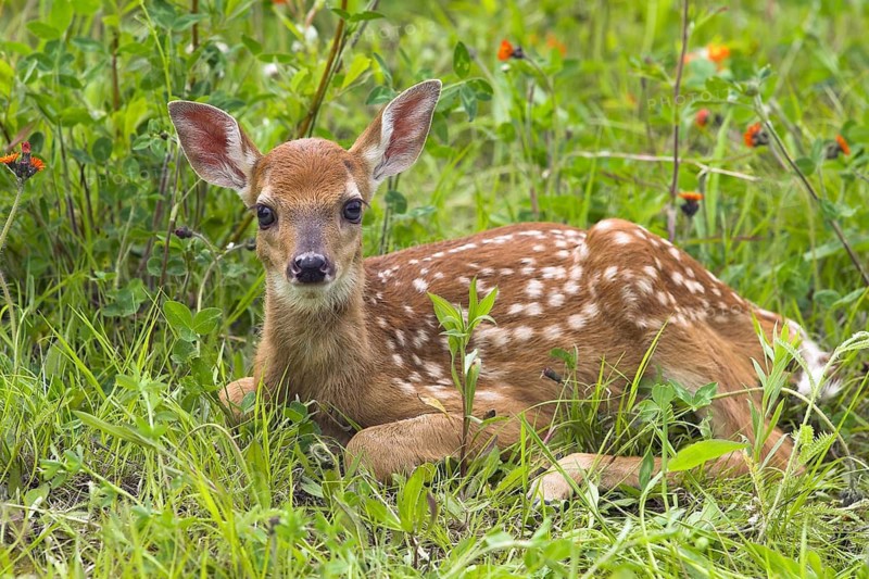 White-tailed deer (Odocoileus virginianus), Minnesota, USA. A fawn lies in the green grass and looks curiously at the camera
