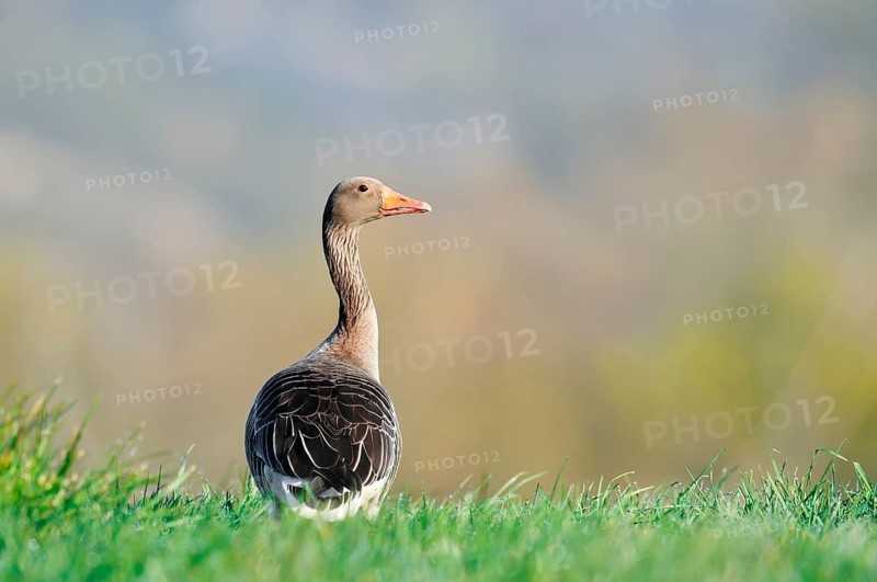 A greylag goose (Anser anser) stands in a meadow, North Rhine-Westphalia, Germany
