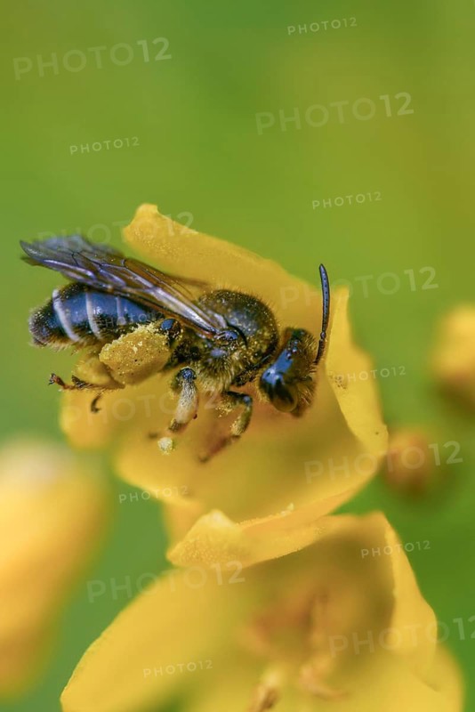 Apidae, bees, brown-legged femur, yellow-legged femur, hymenoptera, macropis fulvipes, femur bee, forest femur bee, high size, portrait format, insects, males