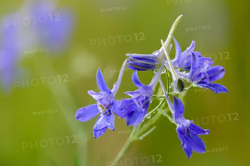 Field larkspur, consolida regalis, field larkspur, forking larkspur, buttercup family, ranunculaceae, delphinium, rocket larkspur, field weed, flora, plants, plants
