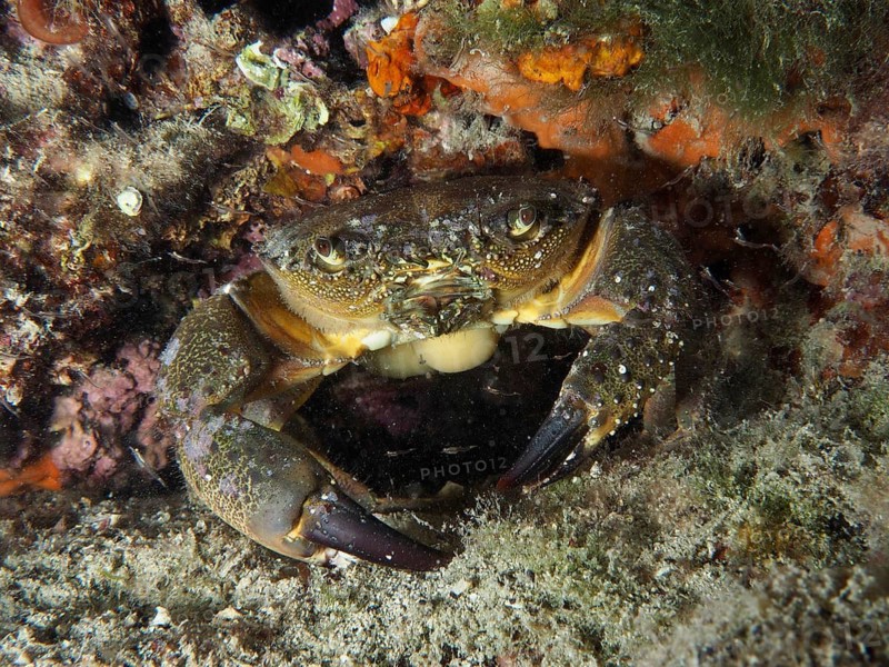 Warty Crab (Eriphia verrucosa) amongst rocks and seaweed in a marine environment, Hausriff dive site, Stoja, Pula, Croatia, Mediterranean Sea