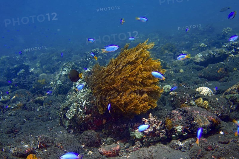 Blue fish, neon damselfish (Pomacentrus coelestis), swarm around cypress nettle fern (Aglaophenia cupressina), a hydrozoan, in a living reef at the USAT Liberty dive site, Tulamben, Bali, Indonesia