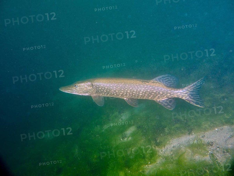 A pike (Esox lucius) swimming in clear, green water at the Baumgärtli diving spot, Lake Zug, Lake Immen, Canton of Schwyz, Switzerland