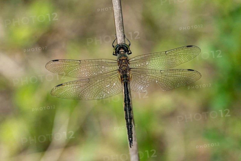 Spotted emerald dragonfly, somatochlora flavomaculata, yellow-spotted emerald, anisoptera, damselflies, dragonflies, insects, dragonflies, odonata