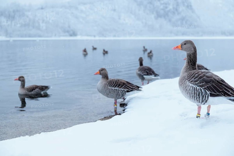 On a cloudy winter day, as snow falls, a few gray geese (Anser anser) stand in the snow on the shore of a lake. Austria