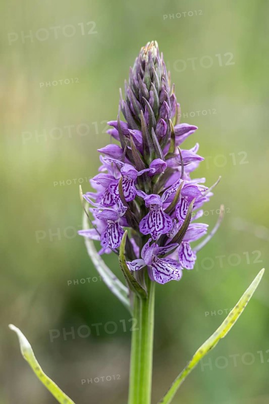 Moorland spotted orchid (Dactylorhiza maculata), Emsland, Lower Saxony, Germany