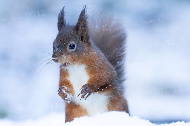 Red squirrel (Sciurus vulgaris) adult animal feeding on a hazelnut in a snow covered woodland in winter, England, United Kingdom