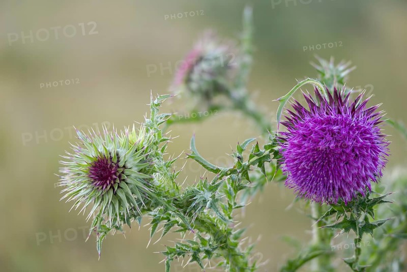 Asteraceae, musk thistle, carduus macrocephalus, carduus nutans, daisy thistle, thistle, flora, plants, plants