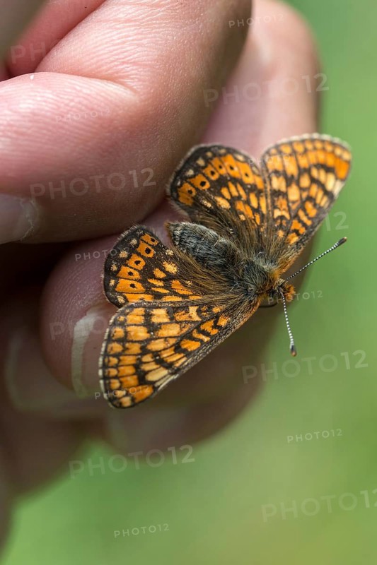 Bite check moth, bite cheek moth, euphydryas aurinia, eurodryas aurinia, golden tick moth, marsh fritillary, melitaea aurinia, scabiotic tick moth, butterfly, high size, portrait format, insects, butterfly, butterflies