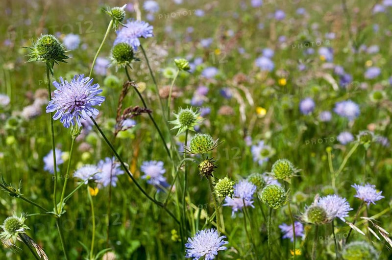 Field widow flower, asteraceae, dipsacaceae, card family, knautia arvensis, daisy flower, meadow widow flower, meadow scabious, flora, fresh meadow, smooth roast meadow, plants, plants