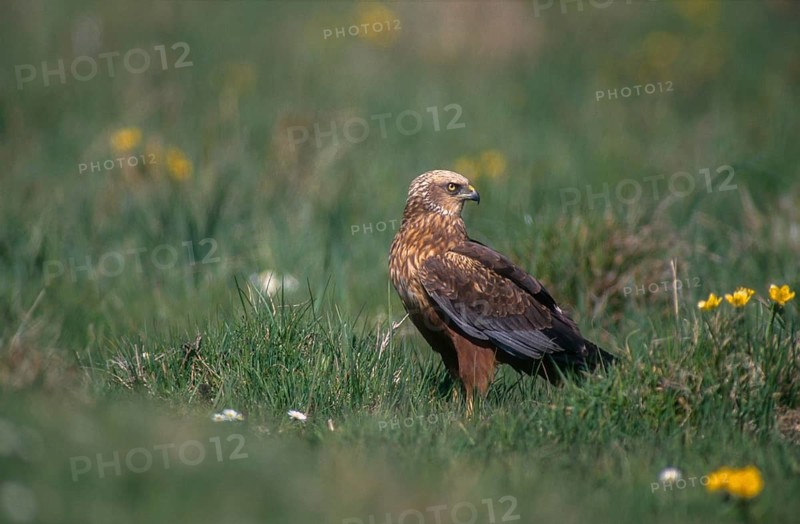 Accipitriformes, Circus Aeruginosus, Marsh Harrier, Harrier, Birds of Prey, Male, Raptors, Birds
