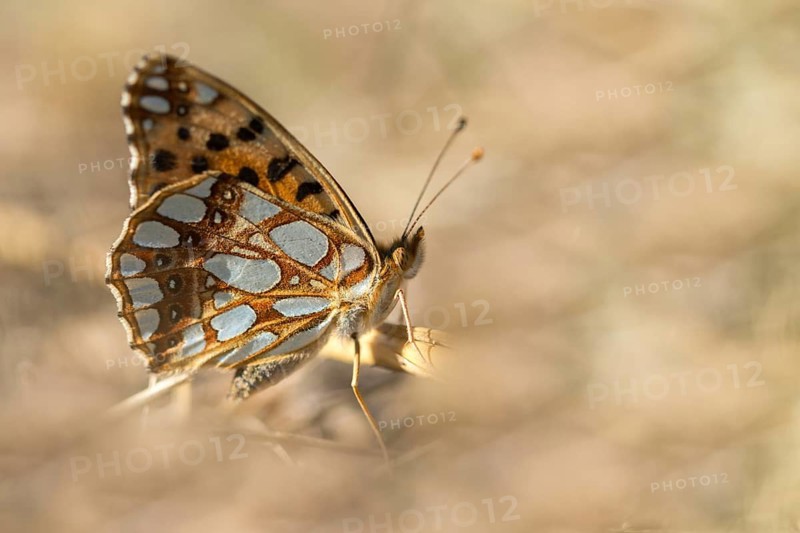 Argynnis Lathonia, Issoria Lathonia, Little Mother of Pearl Butterfly, Queen of Spain Fritillary, Butterfly, Insects, Butterfly, Butterflies