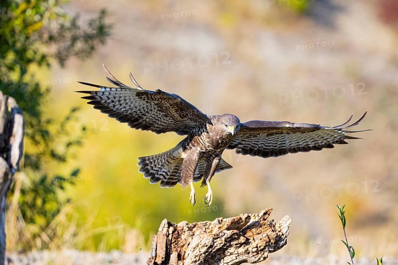 Common Buzzard (Buteo buteo) Germany