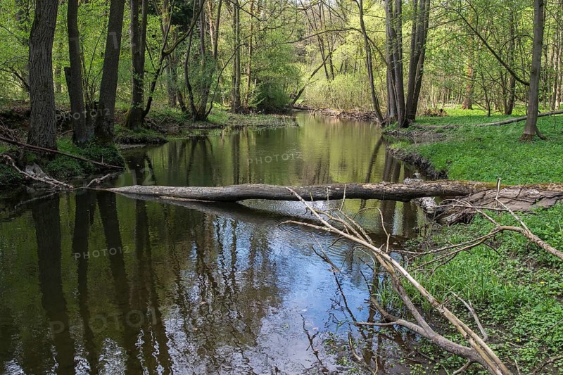 Germany, Greiz, Hammermühle, Thuringia, Weidatal, rivers, river dynamics, river, dead wood, Vogtland