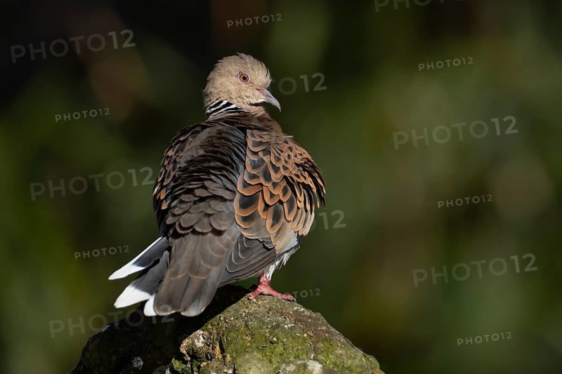European turtle dove (Streptopelia turtur) adult bird on a rock, England, United Kingdom