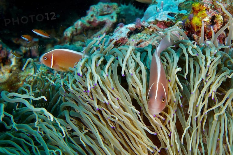 Two clownfish, the collared anemonefish (Amphiprion perideraion), swim through a large, striking green sea anemone on the reef, at the Coral Garden dive site, Menjangan, Bali, Indonesia