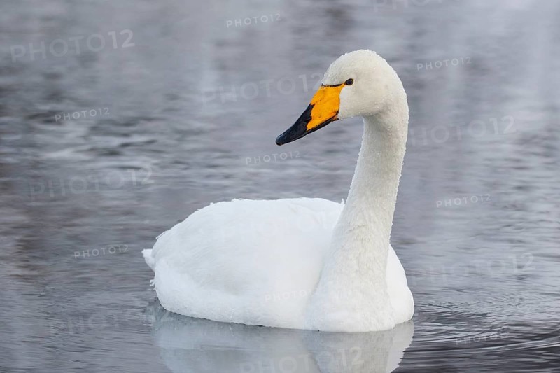 Whooper Swan (Cygnus cygnus), Finland
