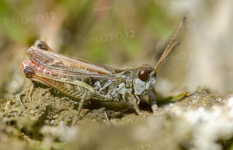 Acrididae, Caelifera, Chorthippus dorsatus, field locusts, gomphocerinae, short-feeler, steppe grasshopper, grasshopper, grasshopper, grasshopper, grasshoppers, insects, male