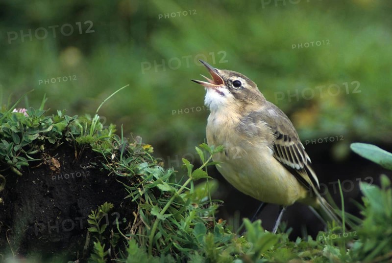 Motacilla flava, sheeptail, western yellow wagtail, yellow wagtail, birds, adolescent, juvenile, passeri, songbirds, songbirds, birds