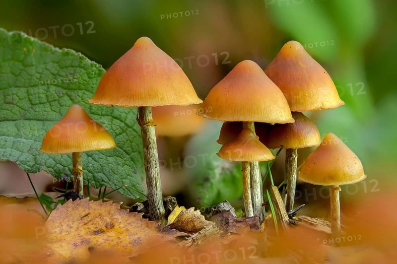 Agaricus autumnalis, deadly galerina, galerina autumnalis, galerina marginata var autumnalis, chieftain, pholoota autumnalis, fungi, fungi, overmolted house